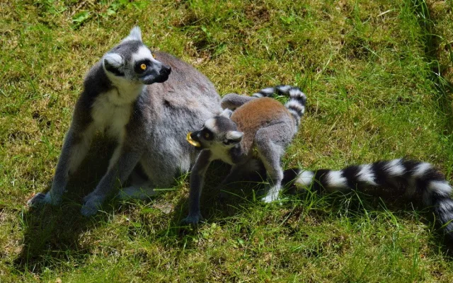 FOTO/VIDEO: Olomoucká zoo dnes poprvé ukázala nové lemuří přírůstky