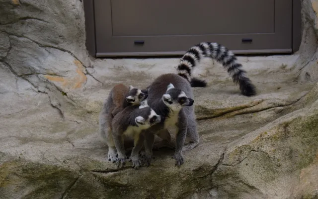 FOTO/VIDEO: Olomoucká zoo dnes poprvé ukázala nové lemuří přírůstky