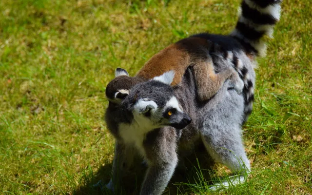 FOTO/VIDEO: Olomoucká zoo dnes poprvé ukázala nové lemuří přírůstky