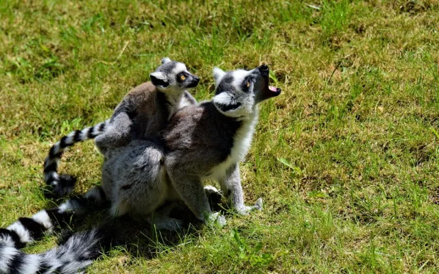 FOTO/VIDEO: Olomoucká zoo dnes poprvé ukázala nové lemuří přírůstky