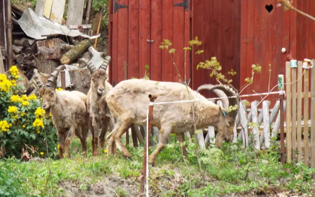 FOTO: Poslední kozorožec, který utekl z olomoucké zoo při vichřici, byl chycen