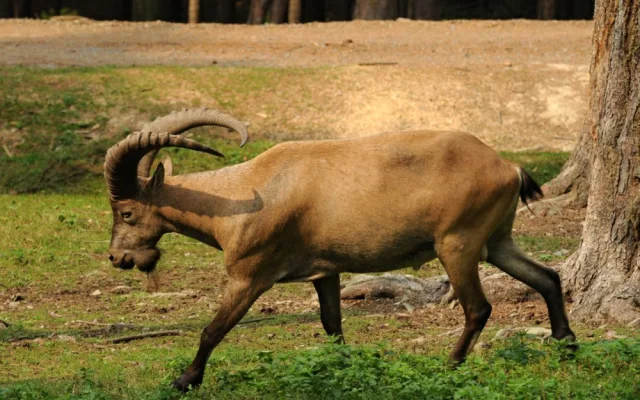 FOTO: Poslední kozorožec, který utekl z olomoucké zoo při vichřici, byl chycen
