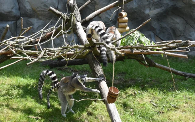 FOTO/VIDEO: Pletence z hadic i bambusové tubusy. Dobrovolníci vyráběli hračky zvířatům do zoo