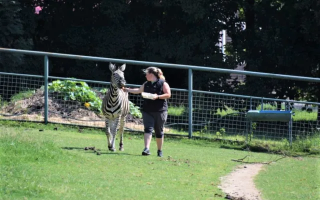 FOTO/VIDEO: V olomoucké zoo mají nového zebřího samce. Kayes přijel z Plzně