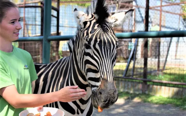 FOTO/VIDEO: V olomoucké zoo mají nového zebřího samce. Kayes přijel z Plzně