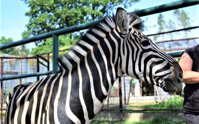FOTO/VIDEO: V olomoucké zoo mají nového zebřího samce. Kayes přijel z Plzně