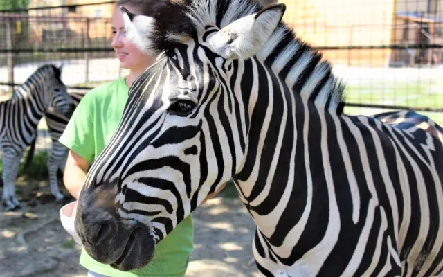FOTO/VIDEO: V olomoucké zoo mají nového zebřího samce. Kayes přijel z Plzně