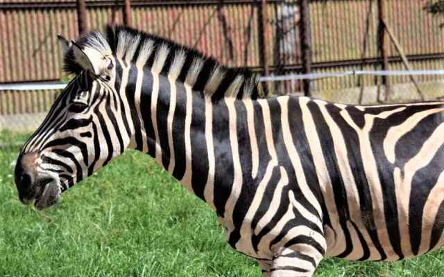FOTO/VIDEO: V olomoucké zoo mají nového zebřího samce. Kayes přijel z Plzně