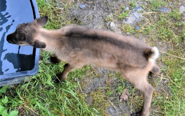 FOTO/VIDEO: V olomoucké zoo se narodili malí sobi. Podívejte se