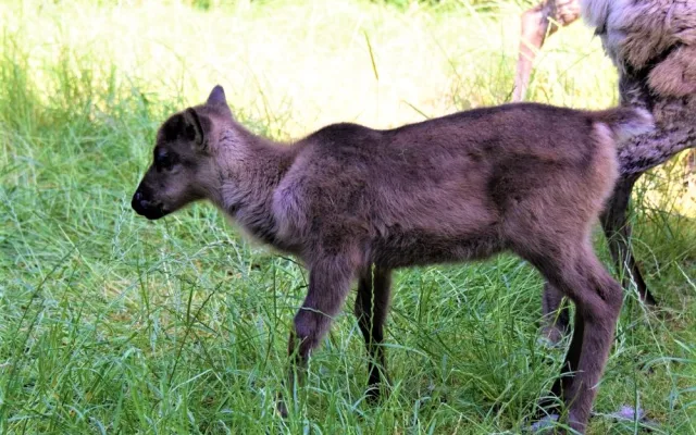 FOTO/VIDEO: V olomoucké zoo se narodili malí sobi. Podívejte se