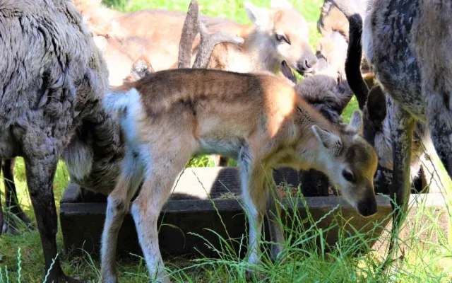 FOTO/VIDEO: V olomoucké zoo se narodili malí sobi. Podívejte se