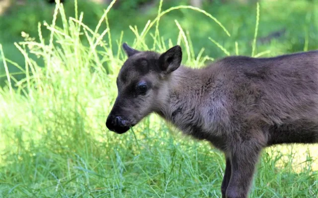 FOTO/VIDEO: V olomoucké zoo se narodili malí sobi. Podívejte se