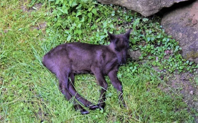 FOTO/VIDEO: V olomoucké zoo se narodili malí sobi. Podívejte se