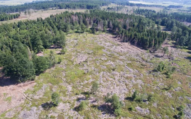 FOTO/VIDEO: Oslabené lesy napadá kůrovec. Dobrovolníci dostanou sazenice a pomohou s výsadbou