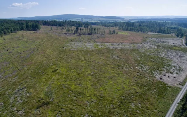 FOTO/VIDEO: Oslabené lesy napadá kůrovec. Dobrovolníci dostanou sazenice a pomohou s výsadbou