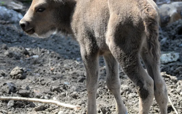 Zoo má dva nové zubříky. V Olomouci se od roku 2013 odchovalo sedm zubrů