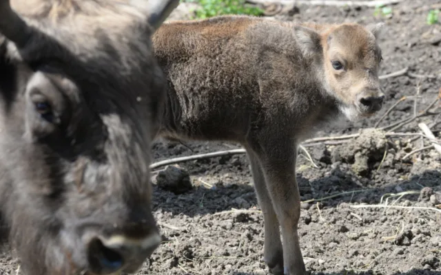 Zoo má dva nové zubříky. V Olomouci se od roku 2013 odchovalo sedm zubrů