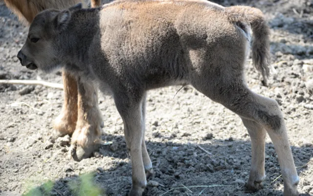 Zoo má dva nové zubříky. V Olomouci se od roku 2013 odchovalo sedm zubrů