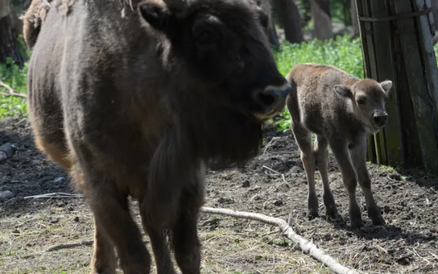 Zoo má dva nové zubříky. V Olomouci se od roku 2013 odchovalo sedm zubrů