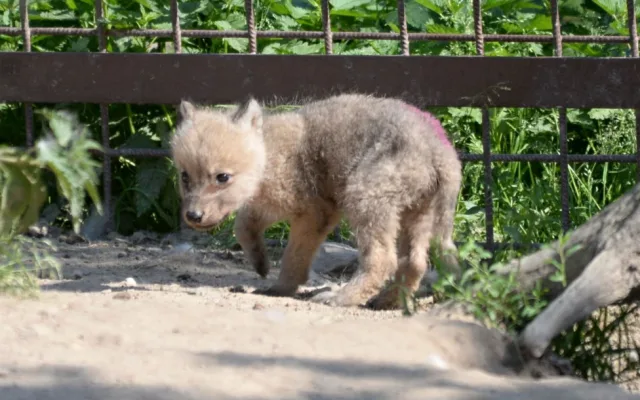 FOTO: Mladí vlci v olomoucké zoo poprvé opustili noru. Podívejte se
