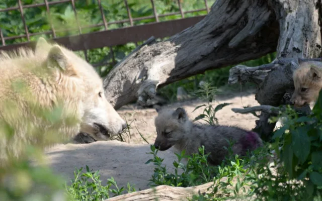 FOTO: Mladí vlci v olomoucké zoo poprvé opustili noru. Podívejte se