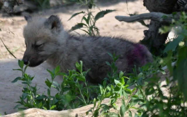 FOTO: Mladí vlci v olomoucké zoo poprvé opustili noru. Podívejte se