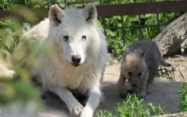 FOTO: Mladí vlci v olomoucké zoo poprvé opustili noru. Podívejte se