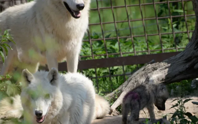 FOTO: Mladí vlci v olomoucké zoo poprvé opustili noru. Podívejte se