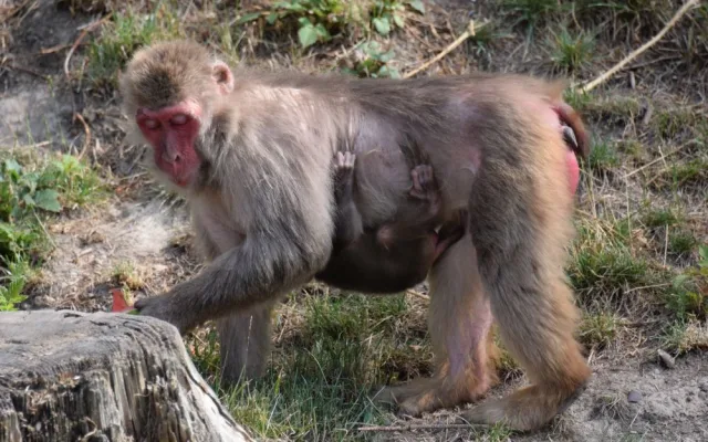 FOTO/VIDEO: V olomoucké zoo se narodila tři mláďata makaka červenolícého