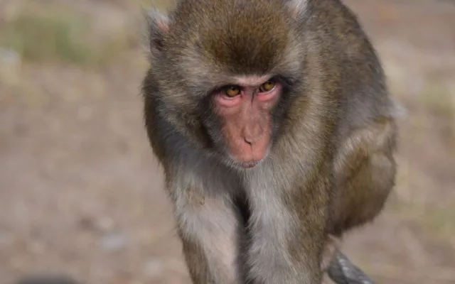 FOTO/VIDEO: V olomoucké zoo se narodila tři mláďata makaka červenolícého