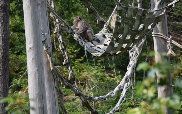 FOTO/VIDEO: V olomoucké zoo se narodila tři mláďata makaka červenolícého