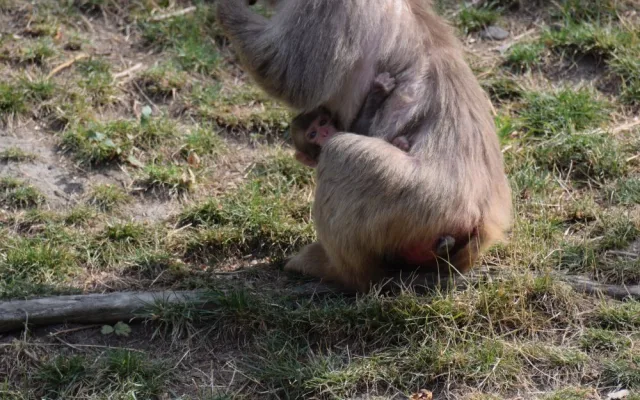 FOTO/VIDEO: V olomoucké zoo se narodila tři mláďata makaka červenolícého