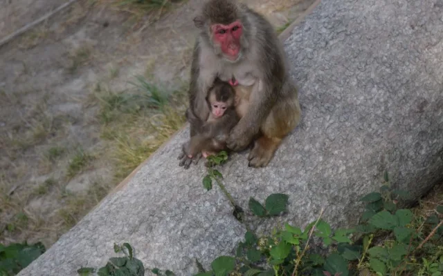 FOTO/VIDEO: V olomoucké zoo se narodila tři mláďata makaka červenolícého