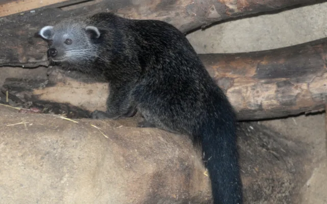 FOTO: V olomoucké zoo se narodila dvě mláďata binturonga