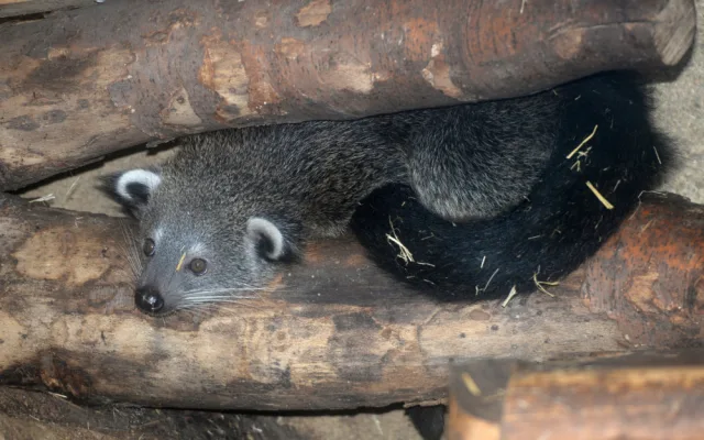 FOTO: V olomoucké zoo se narodila dvě mláďata binturonga