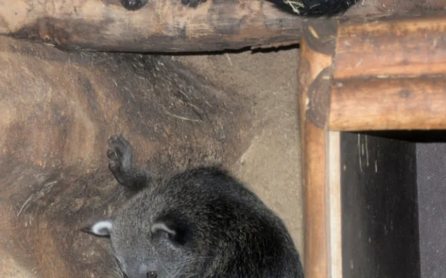 FOTO: V olomoucké zoo se narodila dvě mláďata binturonga