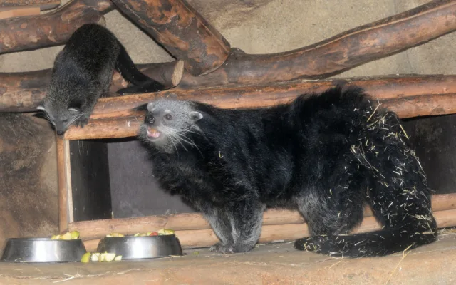 FOTO: V olomoucké zoo se narodila dvě mláďata binturonga