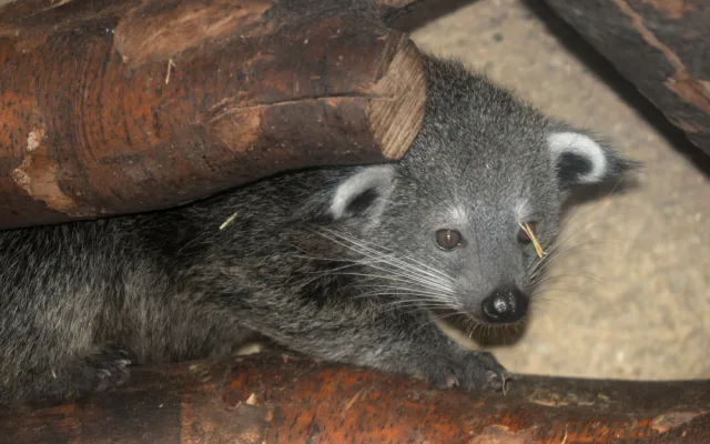 FOTO: V olomoucké zoo se narodila dvě mláďata binturonga