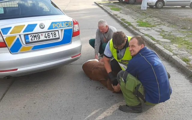 FOTO: Policisté i hasiči honili berana, který na Olomoucku zastavil vlakovou dopravu a zranil svého majitele