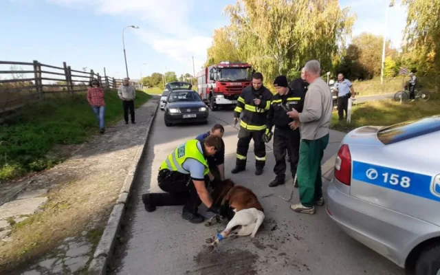 FOTO: Policisté i hasiči honili berana, který na Olomoucku zastavil vlakovou dopravu a zranil svého majitele