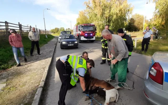 FOTO: Policisté i hasiči honili berana, který na Olomoucku zastavil vlakovou dopravu a zranil svého majitele