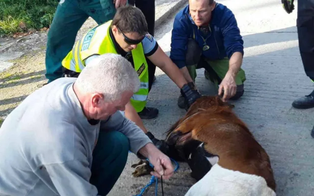 FOTO: Policisté i hasiči honili berana, který na Olomoucku zastavil vlakovou dopravu a zranil svého majitele