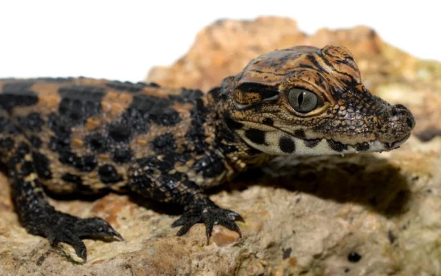FOTO: V olomoucké zoo mají tři nová mláďata krokodýla čelnatého