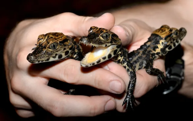 FOTO: V olomoucké zoo mají tři nová mláďata krokodýla čelnatého
