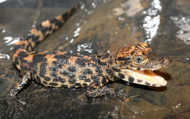 FOTO: V olomoucké zoo mají tři nová mláďata krokodýla čelnatého