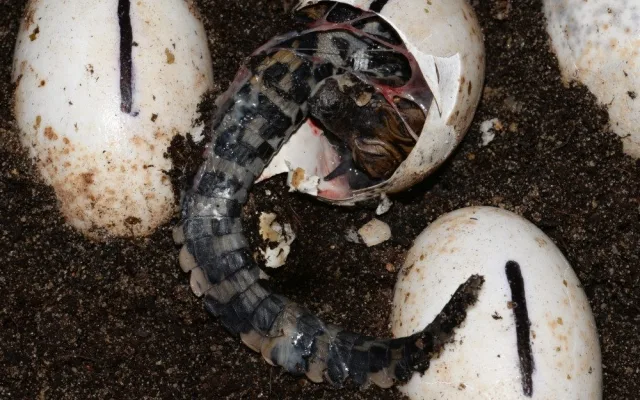 FOTO: V olomoucké zoo mají tři nová mláďata krokodýla čelnatého