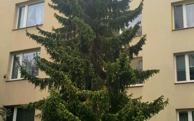 Letošní vánoční stromek, 11m
