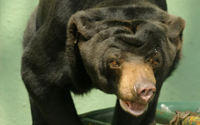 FOTO: Tvář olomoucké zoo odešla. Vzpomeňte na malajskou medvědici Báru