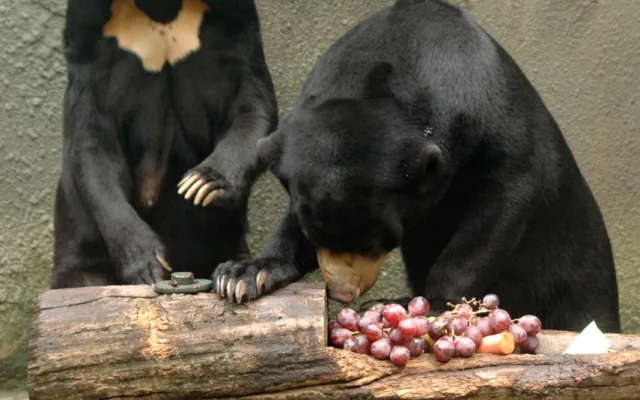 FOTO: Tvář olomoucké zoo odešla. Vzpomeňte na malajskou medvědici Báru