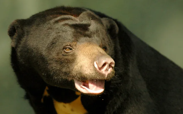 FOTO: Tvář olomoucké zoo odešla. Vzpomeňte na malajskou medvědici Báru